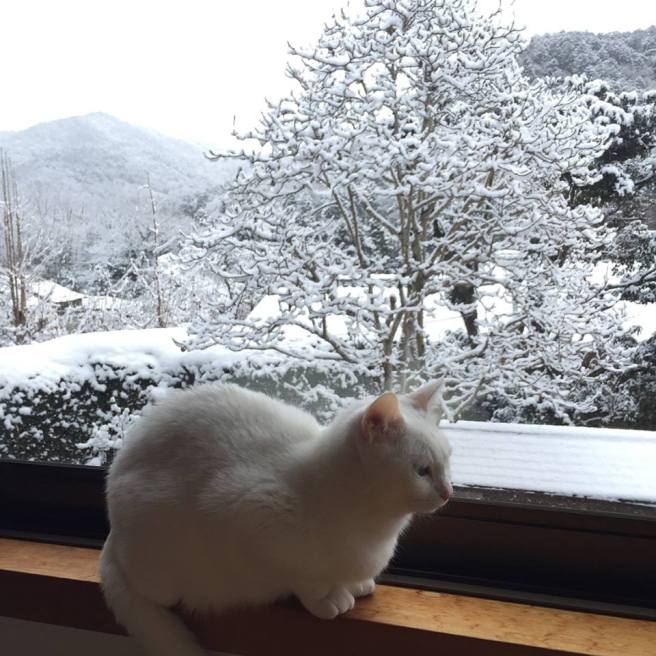 white cat